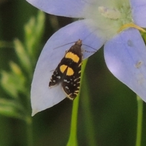 Glyphipterix chrysoplanetis at Conder, ACT - 9 Nov 2015