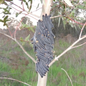 Perga sp. (genus) at Paddys River, ACT - 6 Oct 2015 07:24 PM