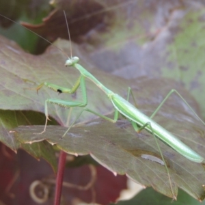 Pseudomantis albofimbriata at Conder, ACT - 23 Apr 2014