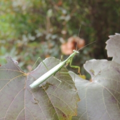 Pseudomantis albofimbriata at Conder, ACT - 23 Apr 2014