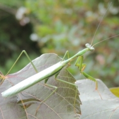 Pseudomantis albofimbriata at Conder, ACT - 23 Apr 2014 01:37 PM