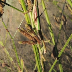 Tenodera australasiae (Purple-winged mantid) at Paddys River, ACT - 18 Mar 2015 by michaelb