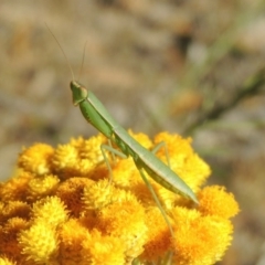 Orthodera ministralis (Green Mantid) at Conder, ACT - 7 Dec 2014 by michaelb