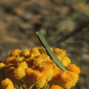 Orthodera ministralis at Conder, ACT - 7 Dec 2014