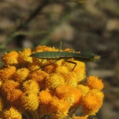 Orthodera ministralis at Conder, ACT - 7 Dec 2014