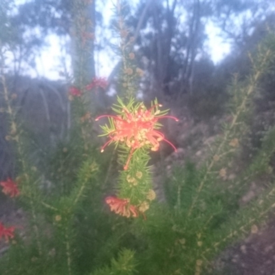 Grevillea juniperina subsp. fortis (Grevillea) at Bullen Range - 5 Sep 2016 by gregbaines
