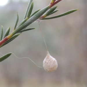 Tamopsis sp. (genus) at Tennent, ACT - 4 Feb 2015 07:56 PM