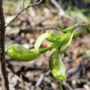 Bunochilus umbrinus (ACT) = Pterostylis umbrina (NSW) at suppressed - 27 Aug 2016