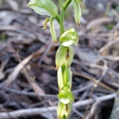 Bunochilus umbrinus (Broad-sepaled Leafy Greenhood) at Mount Jerrabomberra QP - 27 Aug 2016 by roachie