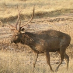 Cervus unicolor (Sambar Deer) at Cotter River, ACT - 1 Apr 2015 by ACTWildlifeAtlas