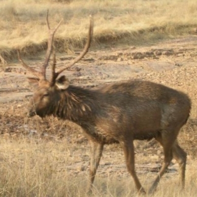 Cervus unicolor (Sambar Deer) at Cotter River, ACT - 1 Apr 2015 by ACTWildlifeAtlas