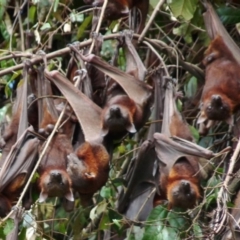 Pteropus scapulatus (Little Red Flying Fox) at Tharwa, ACT - 21 Feb 1994 by ACTWildlifeAtlas