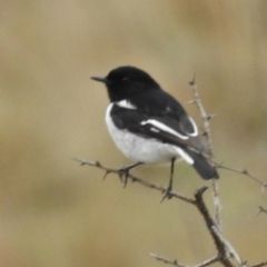 Melanodryas cucullata cucullata (Hooded Robin) at Burra, NSW - 8 Sep 2016 by JohnBundock