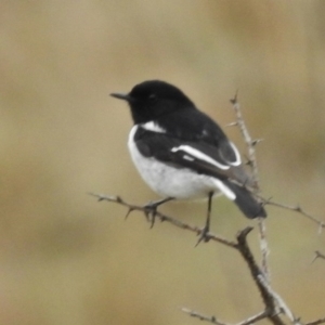 Melanodryas cucullata cucullata at Burra, NSW - 8 Sep 2016