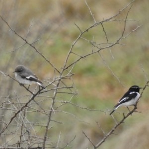 Melanodryas cucullata cucullata at Burra, NSW - 8 Sep 2016