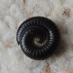 Ommatoiulus moreleti (Portuguese Millipede) at Conder, ACT - 30 Mar 2014 by MichaelBedingfield