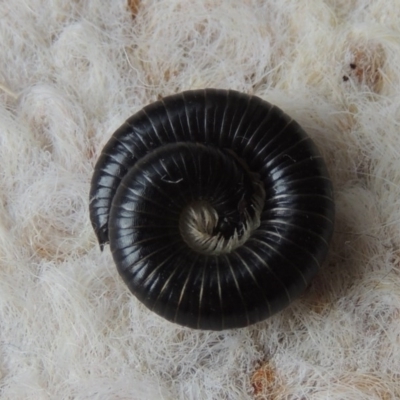 Ommatoiulus moreleti (Portuguese Millipede) at Conder, ACT - 30 Mar 2014 by michaelb