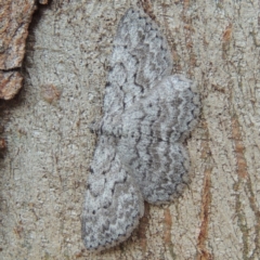 Psilosticha absorpta (Fine-waved Bark Moth) at Pollinator-friendly garden Conder - 10 May 2014 by michaelb