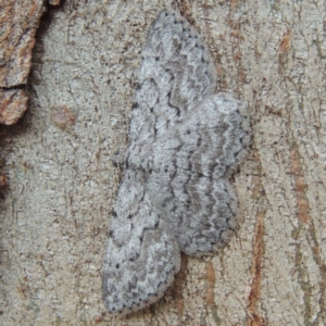 Psilosticha absorpta at Conder, ACT - 10 May 2014