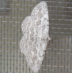 Psilosticha absorpta (Fine-waved Bark Moth) at Conder, ACT - 10 May 2014 by MichaelBedingfield