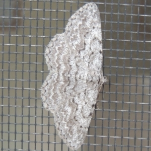 Psilosticha absorpta at Conder, ACT - 10 May 2014