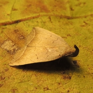 Simplicia armatalis at Conder, ACT - 19 Apr 2015