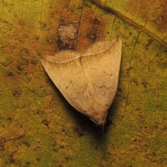 Simplicia armatalis at Conder, ACT - 19 Apr 2015