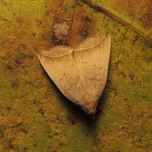 Simplicia armatalis at Conder, ACT - 19 Apr 2015