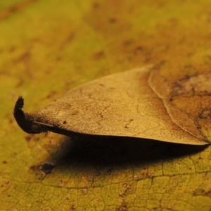 Simplicia armatalis at Conder, ACT - 19 Apr 2015