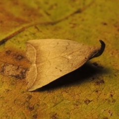 Simplicia armatalis at Conder, ACT - 19 Apr 2015