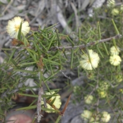 Acacia ulicifolia (Prickly Moses) at Majura, ACT - 8 Sep 2016 by SilkeSma