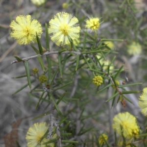 Acacia ulicifolia at Majura, ACT - 9 Sep 2016