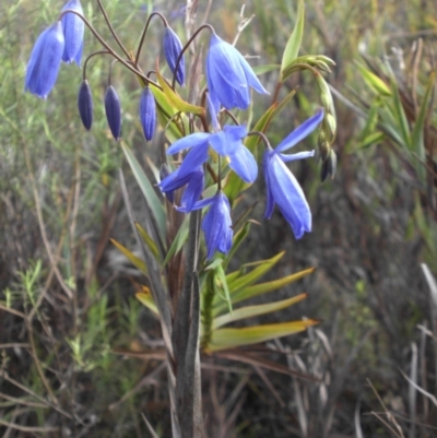 Stypandra glauca (Nodding Blue Lily) at Mount Ainslie - 8 Sep 2016 by SilkeSma