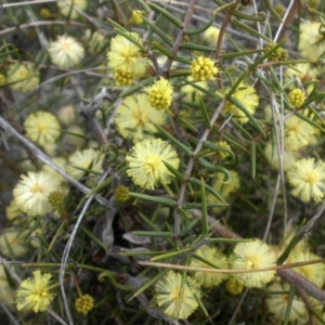 Acacia ulicifolia at Majura, ACT - 9 Sep 2016