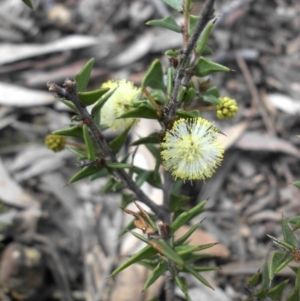 Acacia gunnii at Majura, ACT - 9 Sep 2016