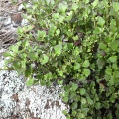 Einadia hastata (Berry Saltbush) at Majura, ACT - 9 Sep 2016 by SilkeSma