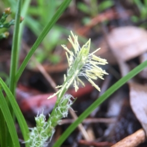 Carex breviculmis at Wallaroo, NSW - 9 Sep 2016 11:27 AM