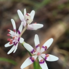 Wurmbea dioica subsp. dioica (Early Nancy) at Ginninderry - 9 Sep 2016 by JasonC