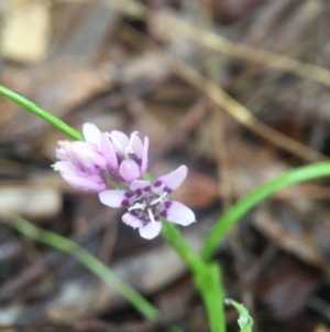 Wurmbea dioica subsp. dioica at Wallaroo, NSW - 9 Sep 2016