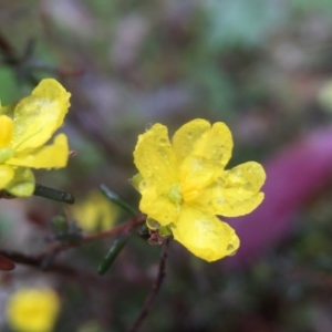 Hibbertia sp. at Wallaroo, NSW - 9 Sep 2016 12:03 PM