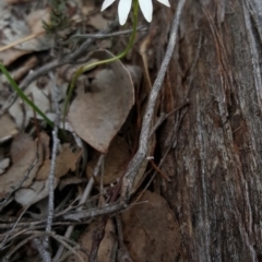 Caladenia fuscata (Dusky Fingers) at Belconnen, ACT - 8 Sep 2016 by MaryinAranda