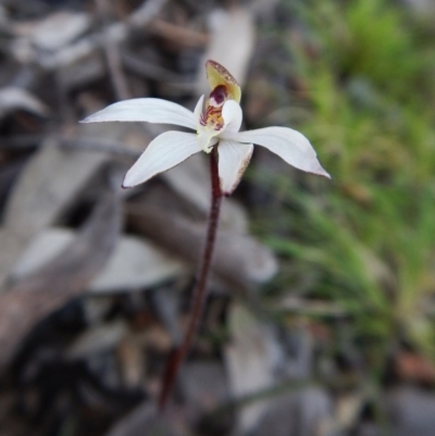 Caladenia fuscata (Dusky Fingers) at Belconnen, ACT - 6 Sep 2016 by CathB
