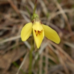 Diuris chryseopsis (Golden Moth) at Belconnen, ACT - 9 Sep 2016 by CathB