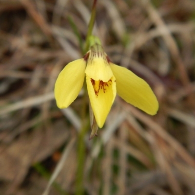 Diuris chryseopsis (Golden Moth) at Belconnen, ACT - 9 Sep 2016 by CathB