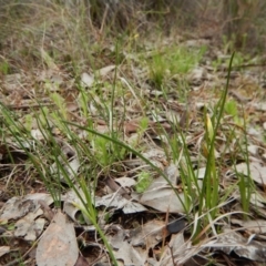 Diuris chryseopsis at Belconnen, ACT - 9 Sep 2016