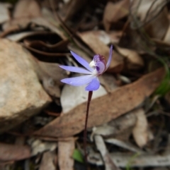 Cyanicula caerulea (Blue Fingers, Blue Fairies) at Aranda, ACT - 8 Sep 2016 by CathB