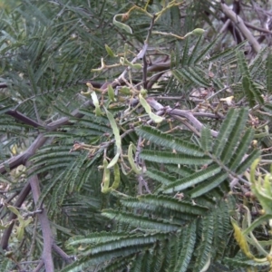 Acacia dealbata X Acacia decurrens at Isaacs, ACT - 9 Sep 2016