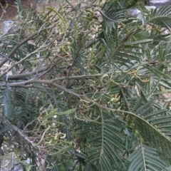 Acacia dealbata X Acacia decurrens at Isaacs, ACT - 9 Sep 2016