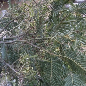 Acacia dealbata X Acacia decurrens at Isaacs, ACT - 9 Sep 2016