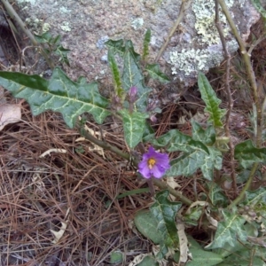 Solanum cinereum at Isaacs, ACT - 9 Sep 2016